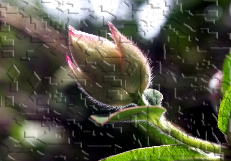 This image has been resized